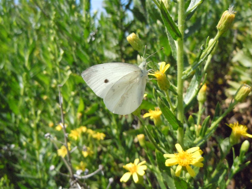 Pieris vissuta